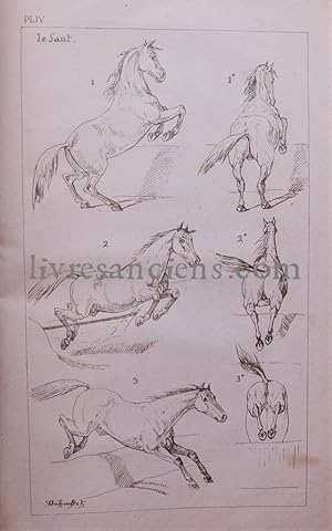 Seller image for Le cheval - tudes sur les allures, l'extrieur et les proportions du cheval - Analyse de tableaux reprsentant des animaux - ddis aux artistes for sale by Eric Zink Livres anciens