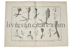 Planche panckoucke ornithologie : Pattes