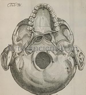 De Aure Humana tractatus