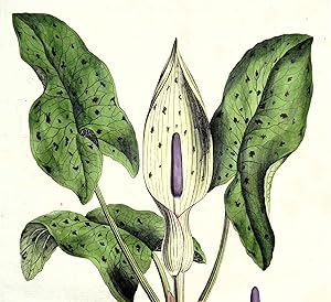 Antique Botanical Print ARUM MACULATUM Cuckoo Pint Curtis Flora Londinensis 1777