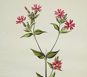 Antique Botanical Print RED CAMPION LYCHNIS DIOICA Curtis Flora Londinensis 1777