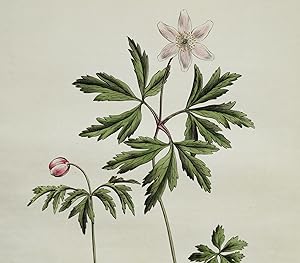 Antique Botanical Print WOOD ANEMONE NEMOROSA Curtis Flora Londinensis 1777