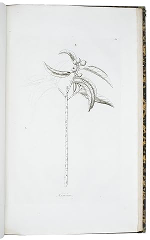 Bild des Verkufers fr Icones select plantarum, quas in Japonia collegit et delineavit.London, [Library of the British Museum], 1791. Folio (42 x 26.5 cm.). With 59 etched plates, (8 are double-page), by Daniel Mackenzie. Slightly later half calf, marbled sides, gold-tooled monogram AL on spine. zum Verkauf von Antiquariaat FORUM BV