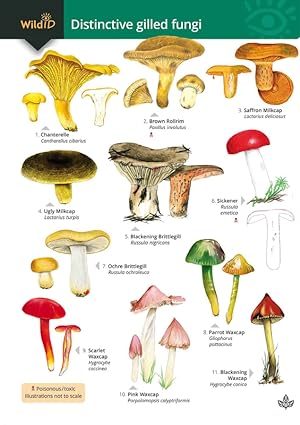 Distinctive gilled fungi (Identification Chart)