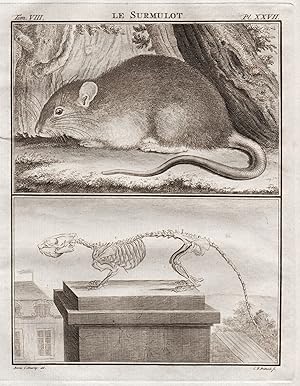 Seller image for "Le Surmulot" - Wanderratte brown rat Ratte mouse Maus Nagetiere rodent / Skelett skeleton / Tiere animals animaux for sale by Antiquariat Steffen V�lkel GmbH