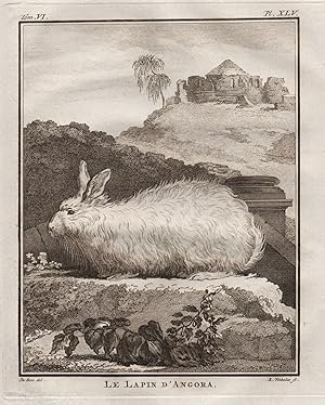 Imagen del vendedor de "Le Lapin d'Angora." - Angorakaninchen Angora rabbit Lapin angora / Tiere animals animaux a la venta por Antiquariat Steffen V�lkel GmbH