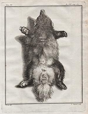 Bild des Verk�ufers f�r "Pl. VIII" - Dachs badger Blaireau Rauptier predator / Tiere animals animaux zum Verkauf von Antiquariat Steffen V�lkel GmbH