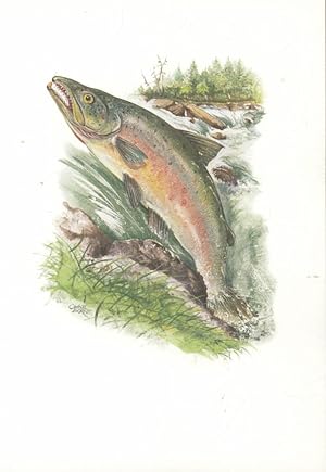 Lachs (Salmo salar) Bildmaß: 15x20cm;Hochwertiger Kunstdruck .Fineart-Prints in brillanten Farben!