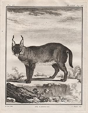 Bild des Verkufers fr Le Caracal" - Karakal Katze / Tiere animals animaux zum Verkauf von Antiquariat Steffen Vlkel GmbH