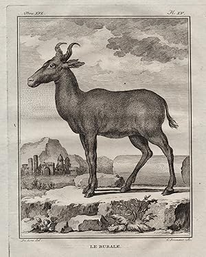 Image du vendeur pour Le Bubale" - Kuhantilope Antilope antelope / Afrika Africa / Tiere animals mis en vente par Antiquariat Steffen Vlkel GmbH
