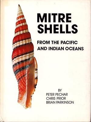 Mitre shells from the Pacific and Indian oceans.