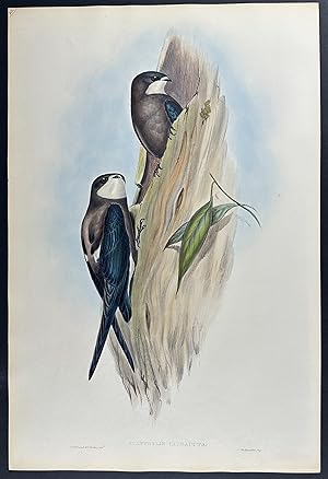 Australian Spine-tailed Swallow