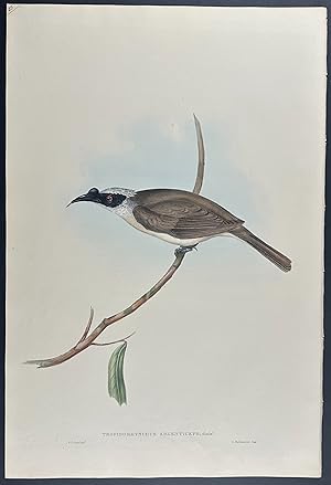 Silvery-crowned Friar Bird