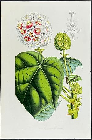 Seller image for Dombeya or Pink Snowball Flower for sale by Trillium Antique Prints & Rare Books