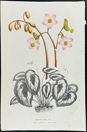 Seller image for Begonia Rex for sale by Trillium Antique Prints & Rare Books