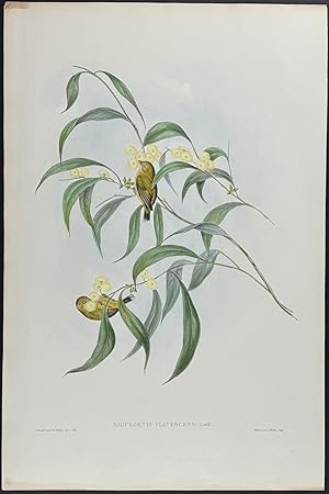 Yellow-tinted Smicrornis