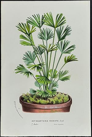 Seller image for Fern for sale by Trillium Antique Prints & Rare Books