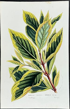 Weigelia or Diervilla amabilis