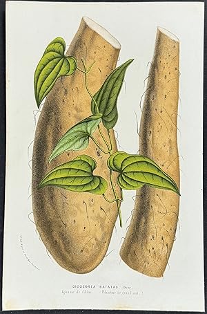 Seller image for Chinese Yam or Air Potato for sale by Trillium Antique Prints & Rare Books