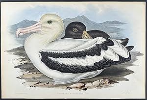 Short-tailed Albatros