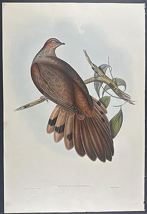 Pheasant-tailed Pigeon