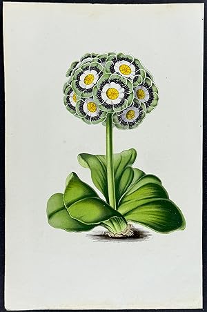 Primula or Auricula