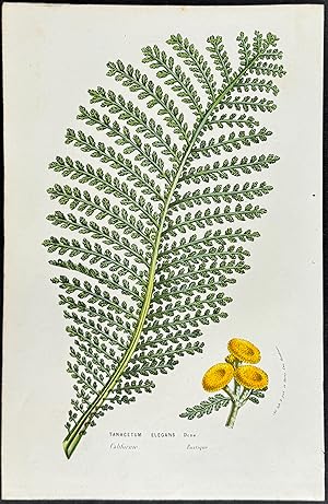 Seller image for Fern for sale by Trillium Antique Prints & Rare Books