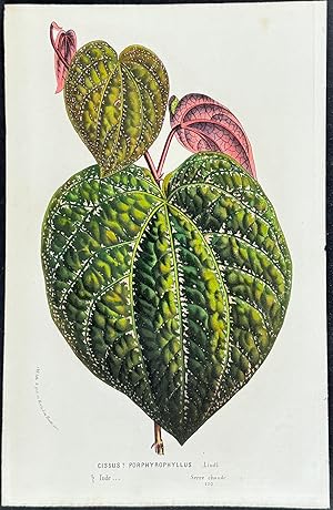 Seller image for Cissus Leaf for sale by Trillium Antique Prints & Rare Books