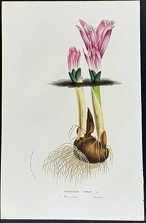 Seller image for Saffron or Colchicum or Crocus for sale by Trillium Antique Prints & Rare Books