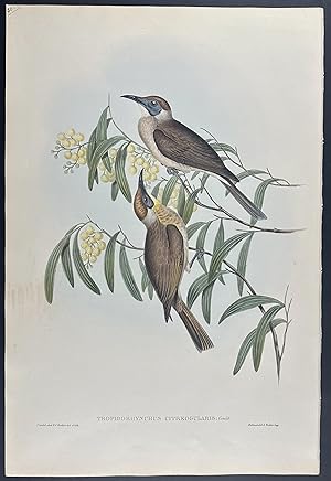 Yellow-throated Friar Bird