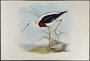 Banded Stilt