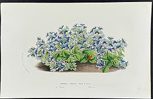 Seller image for Syrian Speedwell for sale by Trillium Antique Prints & Rare Books