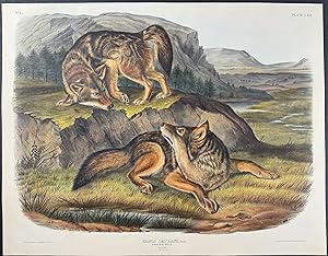 Prairie Wolf