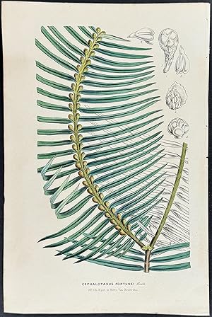 Seller image for Fern for sale by Trillium Antique Prints & Rare Books