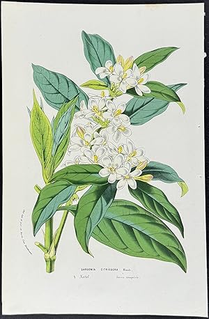 Seller image for Gardenia Citriodora for sale by Trillium Antique Prints & Rare Books