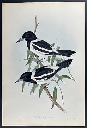 Pied Crow-Shrike