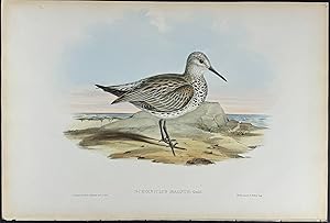 Great Sandpiper