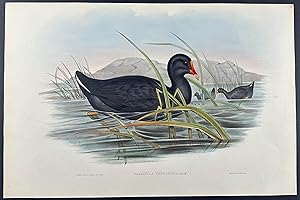 Sombre Gallinule