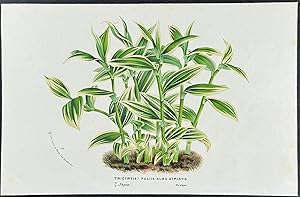 Seller image for Trycyrtis Foliis for sale by Trillium Antique Prints & Rare Books