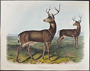 Columbian Black-Tailed Deer