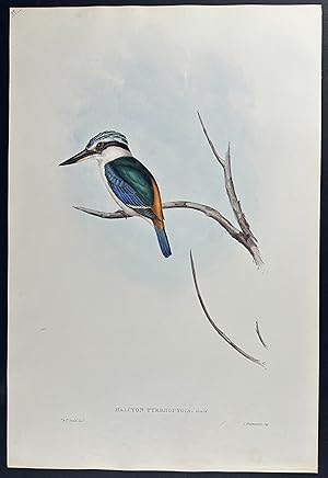 Red-backed Halcyon or Kingfisher