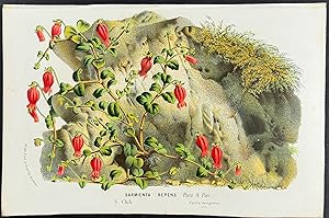 Seller image for Sarmienta Repens for sale by Trillium Antique Prints & Rare Books