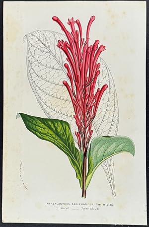 Seller image for Firespike Plant for sale by Trillium Antique Prints & Rare Books