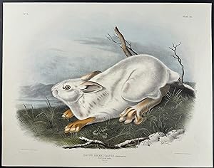 Northern Hare