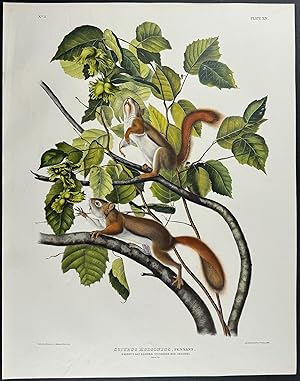 Hudson's Bay Squirrel & Chickaree Red Squirrel