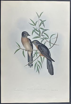 Brush Cuckoo