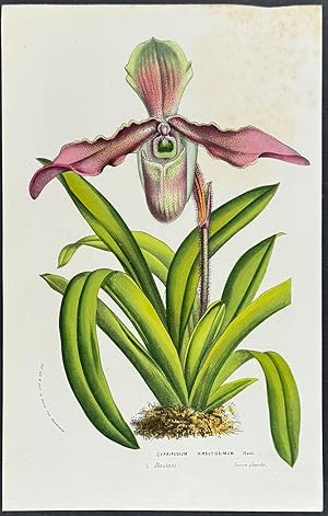Orchid - Lady's Slipper