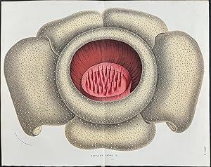 Parasitic Plant: Rafflesia patma