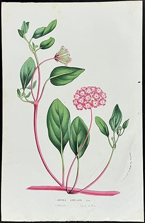 Seller image for Pink Sand Verbena for sale by Trillium Antique Prints & Rare Books