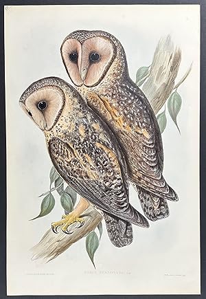 Seller image for Masked Barn Owl for sale by Trillium Antique Prints & Rare Books